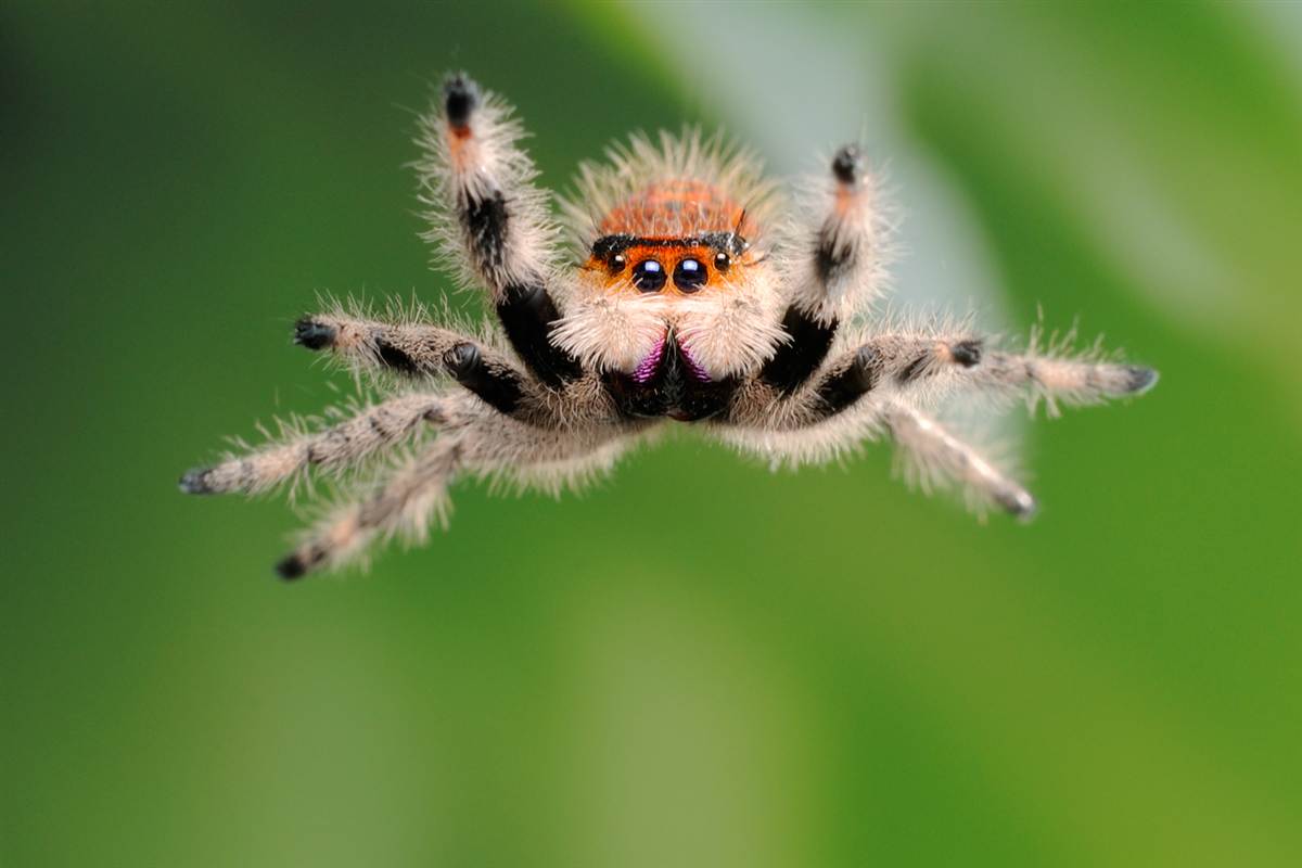6-regal-orange-morph-jumping-spider.jpg